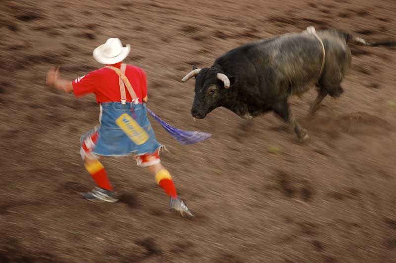 Bloodless bullfighting at the Oyen Bull-A-Rama