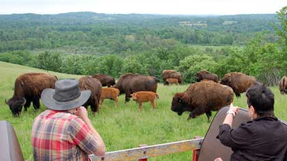 centurygamepark_30 Grazing with the buffalo at Century Game Park in Northumberland County