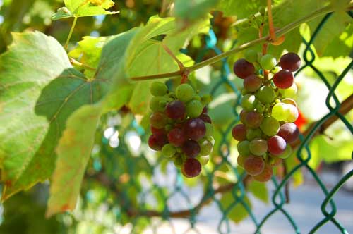 niagara-heritage-grapes Joseph Brant heritage grapevine