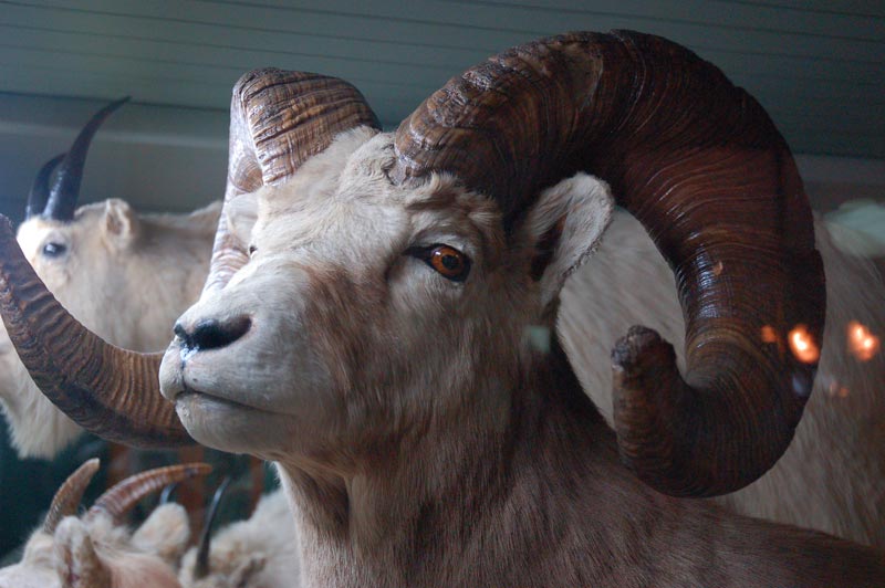 ram_at-banff-park-museum From the collection at the Banff Park Museum