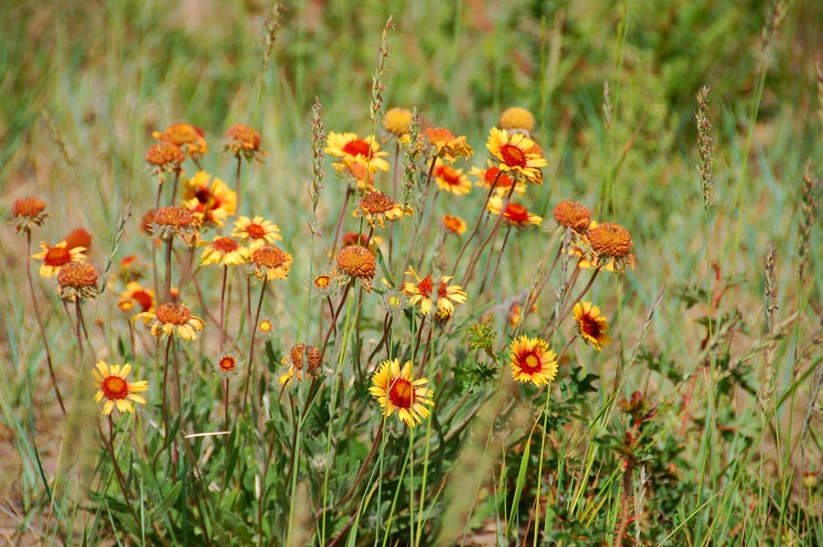 wildflowers footbed sandals