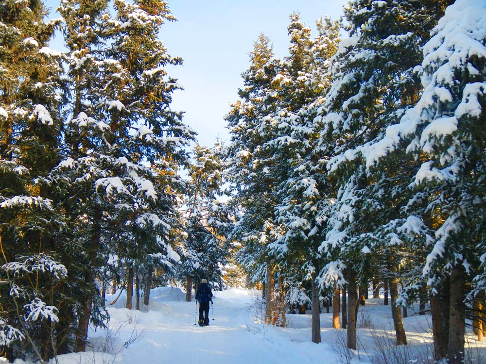 yukonwintercrosscountryskier